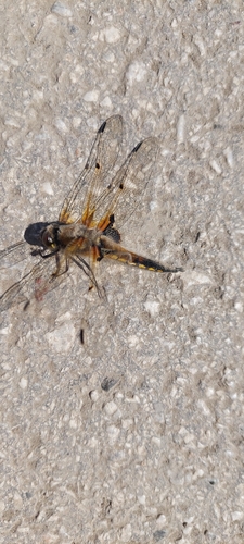 Four-spotted Skimmer