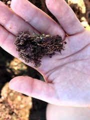 Ellisolandia elongata