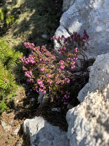 Erica carnea