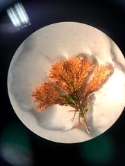 Ellisolandia elongata