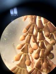 Ellisolandia elongata