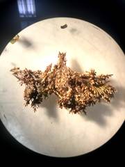 Ellisolandia elongata