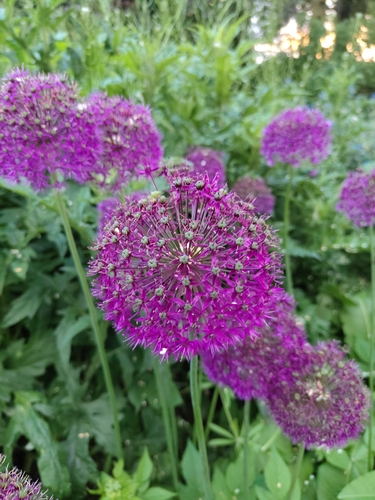 Ornamental Allium plant photo (Allium giganteum)