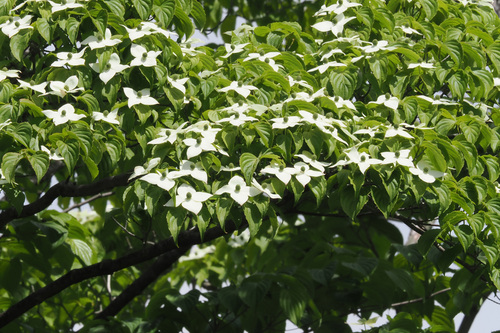 kousa dogwood