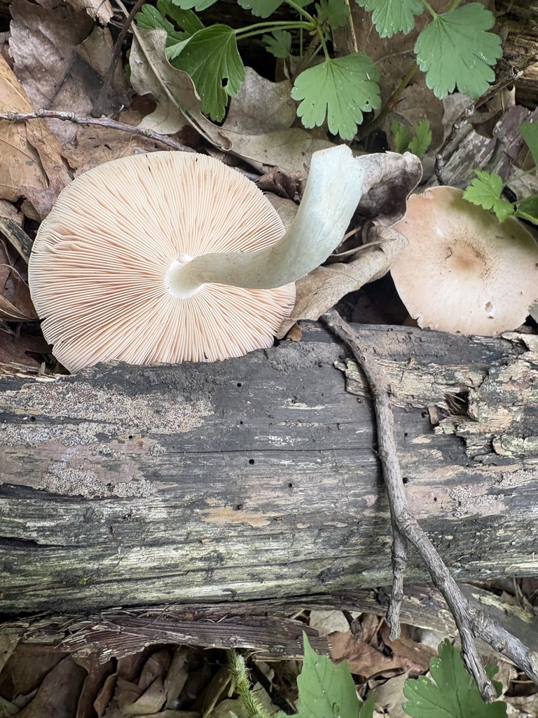 Deer Mushroom · May 2026 · photo: Photo: (c) Mike Dechter, some rights reserved (CC BY) · iNaturalist