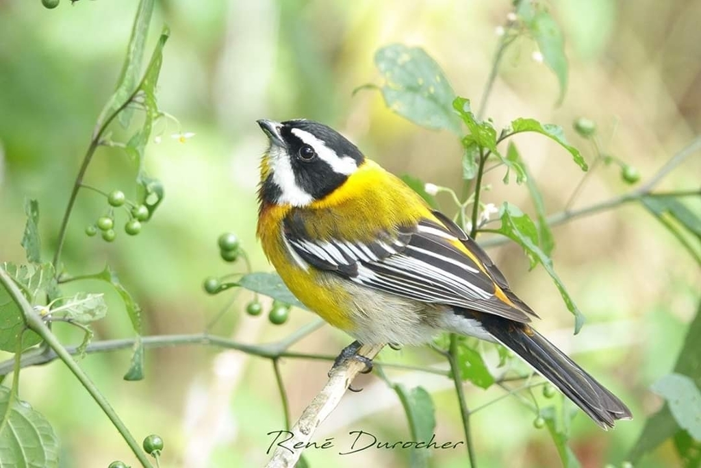 Hispaniolan Spindalis photo