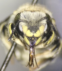 Anthidium collectum
