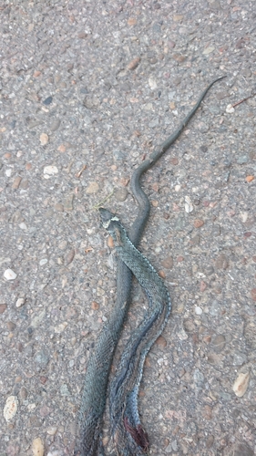 grass snake