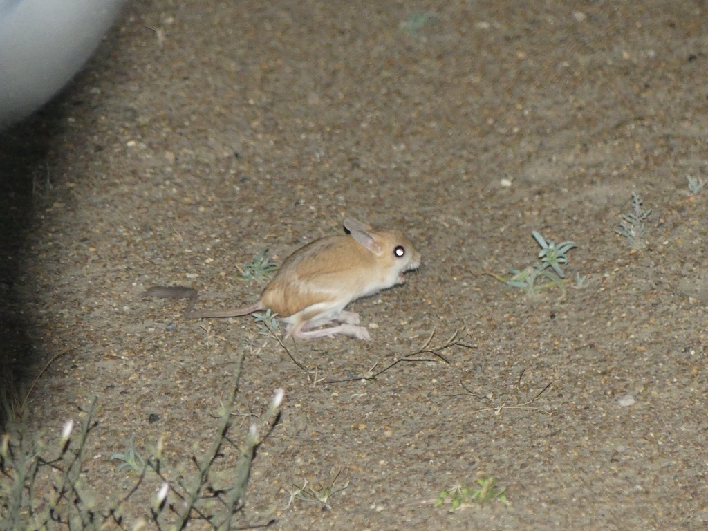 Bobrinski's Jerboa