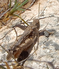 Psoloessa delicatula