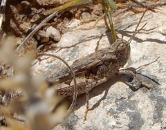 Psoloessa delicatula