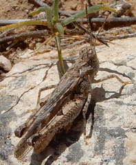 Psoloessa delicatula