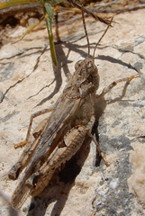 Psoloessa delicatula