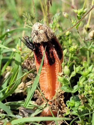 lantern stinkhorn