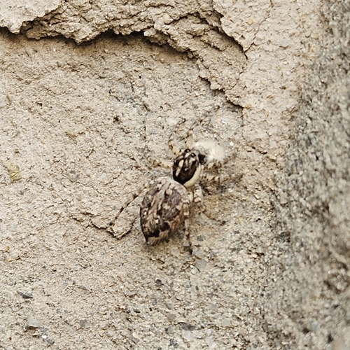 Half-edged Wall Jumping Spider