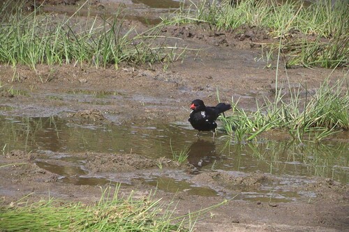 Red-billed Buffalo Weaver (Bubalornis niger), photo 6