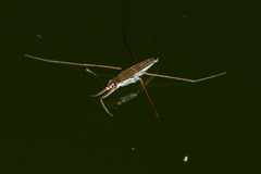 Gerris swakopensis