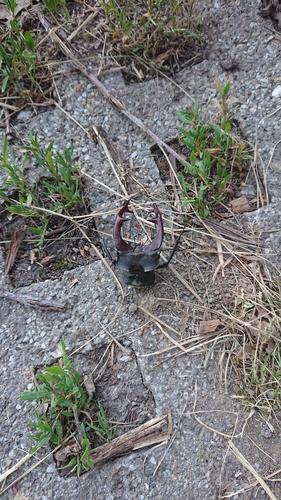 European Stag Beetle