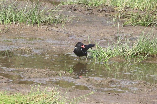 Red-billed Buffalo Weaver (Bubalornis niger), photo 7