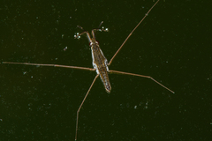 Gerris swakopensis