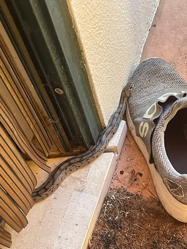 Ladder Snake