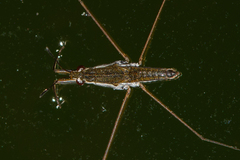 Gerris swakopensis