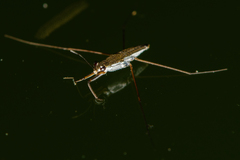 Gerris swakopensis
