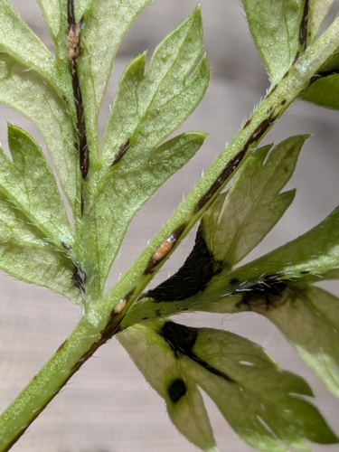 Protomyces macrosporus