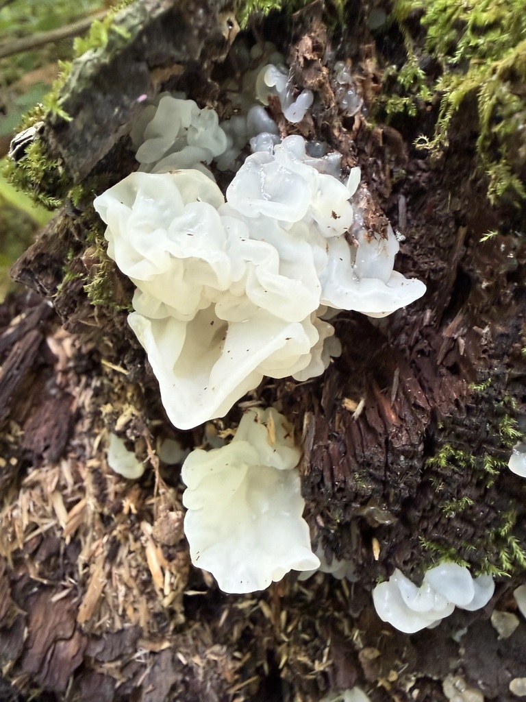 white jelly fungus · May 2026 · photo: Photo: (c) ladyjanaye, some rights reserved (CC BY) · iNaturalist