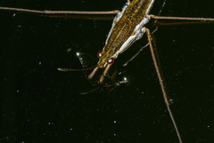 Gerris swakopensis