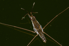 Gerris swakopensis