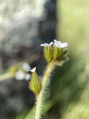 Plagiobothrys fulvus