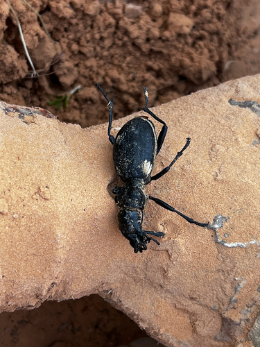 Anthia venator