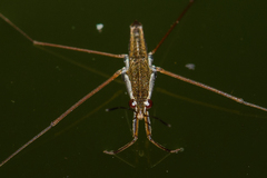 Gerris swakopensis