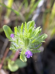 Pogogyne zizyphoroides