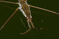 Gerris swakopensis