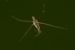 Gerris swakopensis