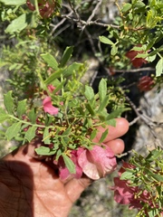 Dodonaea physocarpa