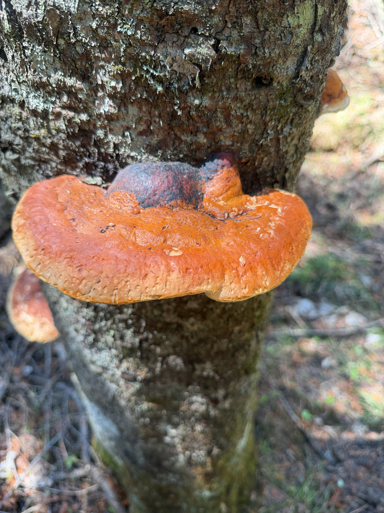 Northern Red Belt · May 2026 · photo: Photo: (c) Rob Foster, some rights reserved (CC BY) · iNaturalist