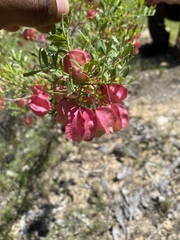 Dodonaea physocarpa