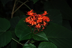 Clerodendrum speciosissimum