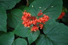 Clerodendrum speciosissimum