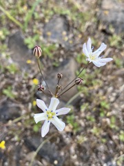 Triteleia lilacina
