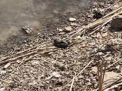 Lithobates catesbeianus