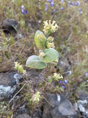 Streptanthus diversifolius