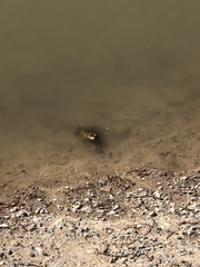 Lithobates catesbeianus