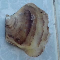 Isognomon