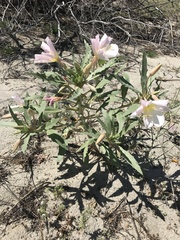 Oenothera deltoides
