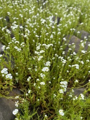 Plagiobothrys stipitatus