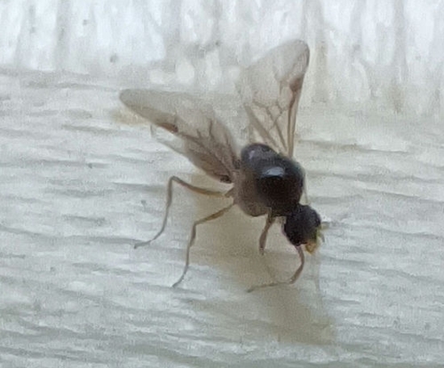 Argentine Ant